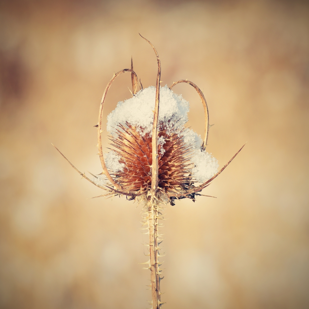 Frozen thistle covered with snow